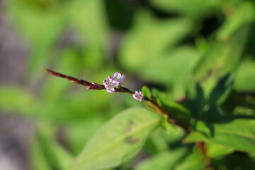 Canvas Print - Vietnamese coriander flower