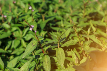 Wall Mural - Vietnamese coriander flower