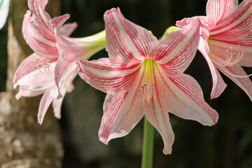 Canvas Print - Hippeastrum johnsonii Bury flower