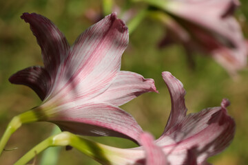 Canvas Print - Hippeastrum johnsonii Bury flower