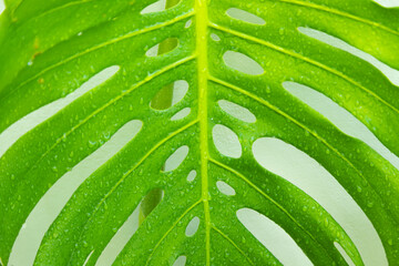 Monstera leaf pattern with fresh drops of water