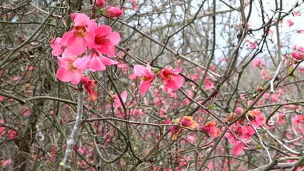 Wall Mural - Vivid pink wild roses blow in a spring breeze