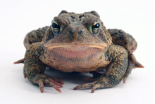 A Grumpy American Toad (Anaxyrus Americanus ) Looks At The Camera While Frowning From A White Background. 