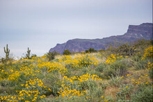 An Overlooking View Of Nature In Apache Junction, Arizona