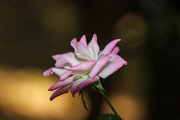 Canvas Print - rose flower