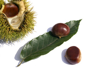 Sticker - empty chestnut bur and chestnut isolated white background