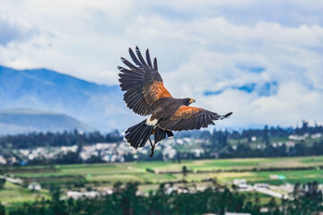 Black-chested buzzard eagle (Geranoaetus melanoleucus) in flight, Parque Condor, Otavalo, Ecuador