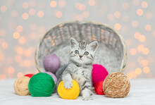 Tabby Kitten Playing With A Ball Of Wool. Festive Background