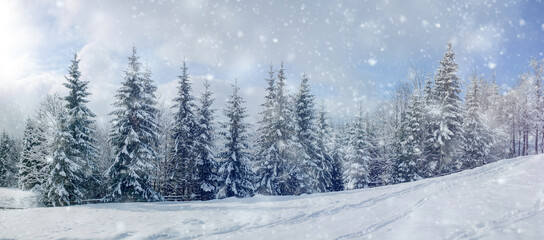 Fototapete - Beautiful winter landscape with snow covered trees