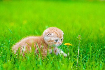 Canvas Print - Tiny kitten walking on green summer grass  and sniffs dandelion