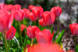 Fototapeta Tulipany - Red tulip flowers are blooming in the garden at morning of spring.
