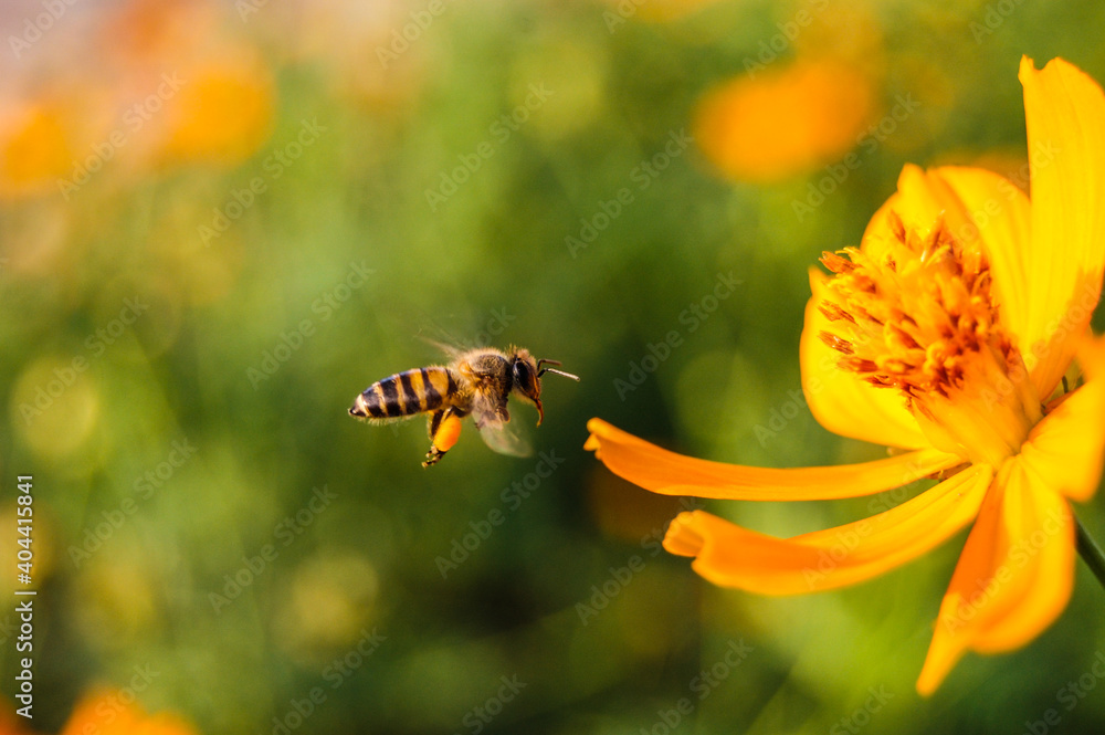 Close-up Of Bee Pollinating On Flower - obrazy, fototapety, plakaty 