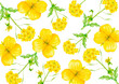 菜の花 アブラナ 春　背景 模様 テキスタイル　水彩 イラスト