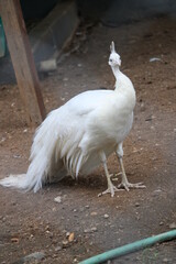 white and peacock