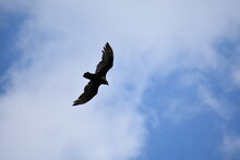 Low Angle View Of Vulture Flying In Sky