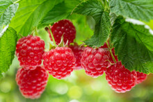 Ripe Raspberries In A Garden