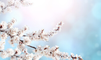 Fotomurales - Horizontal spring banner with sakura flowers