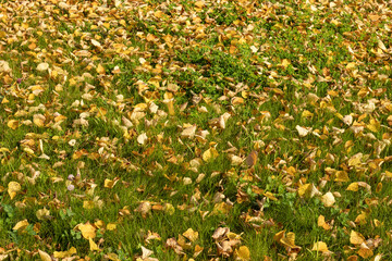 Beginning of autumn or fall. Yellow leaves on bright green grass