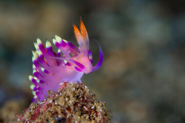 Wall Mural - Flabellina nudibranch on coral reef