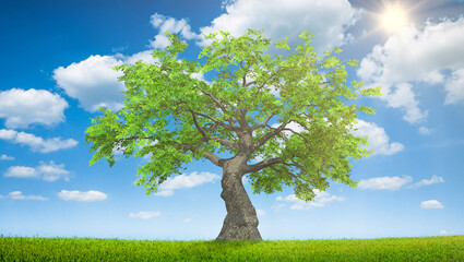 tree and summer green grass field landscape