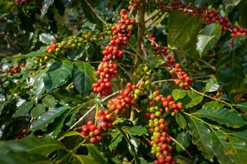 Wall Mural - Raw or ripe red branch of Arabica and Robusta and organic coffee berries beans on tree. Farmer crop fruit at farm in Java.