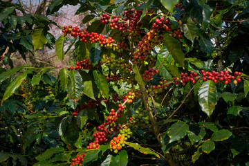 Wall Mural - Raw or ripe red branch of Arabica and Robusta and organic coffee berries beans on tree. Farmer crop fruit at farm in Java.