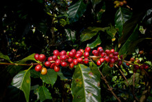 Raw Or Ripe Red Branch Of Arabica And Robusta And Organic Coffee Berries Beans On Tree. Farmer Crop Fruit At Farm In Java.