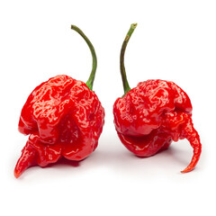 Carolina Reaper, the hottest chile pepper Capsicum chinense, whole ripe pod, isolated on white background. Superhot or extremely hot chile pepper