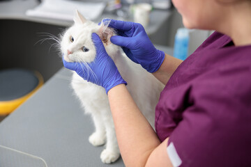 Poster - confident doctor is doing medical treatment of a cat in modern veterinary clinic