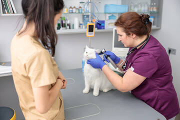 Poster - confident doctor is doing medical treatment of a cat in modern veterinary clinic