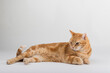 © Diogo Oliveira - A Beautiful Domestic Orange Striped cat laying down in strange, weird, funny positions. Animal portrait against white background.