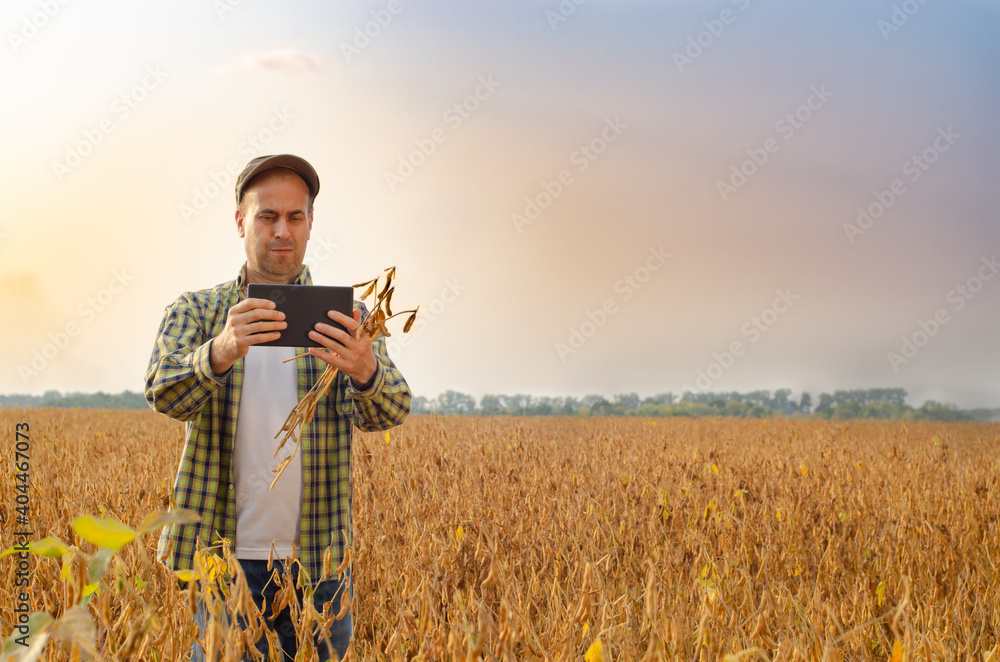 Caucasian middle age farmer uses tablet computer for inspecting soy at field - obrazy, fototapety, plakaty 