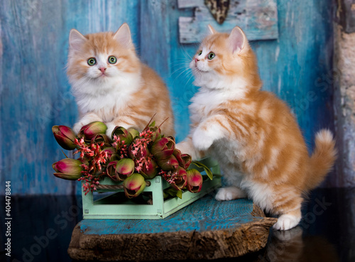 tvo red  cats on a blue background and flowers spring © liliya kulianionak