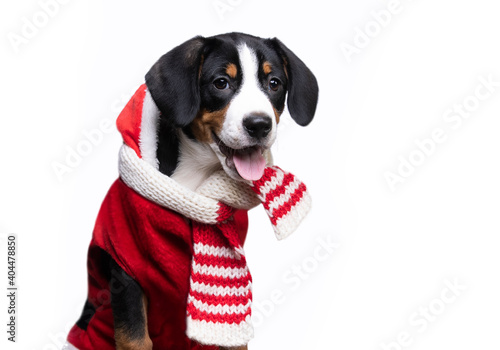 appenzeller mountain dog in red scarf,  Christmas dog © liliya kulianionak