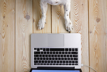 Poster - Image of dog’s paws in front of laptop keyboard. View from above. Pet’s chat concept image.