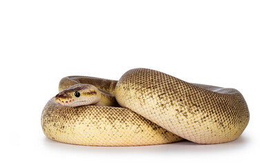 Leinwandbilder - Adult Pinstripe Cinnamon Pastel Fire Ballpython aka Python regius snake. Full body curled up shot on white background.