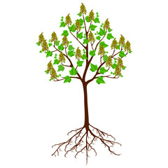 Wall Mural - Paulownia tree with fruits on a white background.