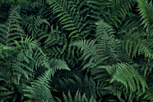 Fern Leaves Background. Close Up Of Dark Green Fern Leaves Growing In Forest. Shot From Above