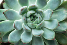 Close-up Of Echeveria Succulent Plant With Blue-green Leaves