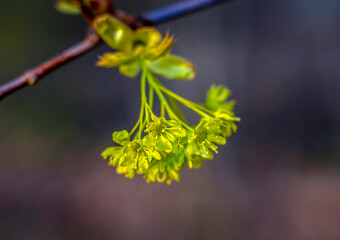 Wall Mural - maple flowers close-up during spring flowering