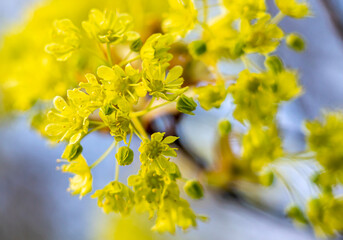 Wall Mural - maple flowers close-up during spring flowering