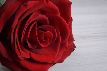 Background for Valentine's Day greeting card.Valentines day concept.Red, beautiful blooming rose. Close up.