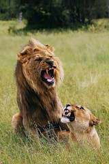 Wall Mural - The southwest african lion or Katanga lion (panthera leo bleynberghi) mating in the savanna. Mating couple in the green grass of the African savannah.