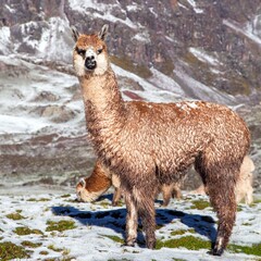 Canvas Print - llama or lama on pastureland