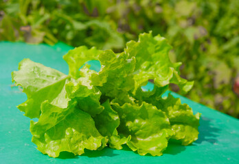 Fresh green lettuce leaves ready for harvest. This is lettuce garden with perfect motion and has a blur or bokeh effect in the background.