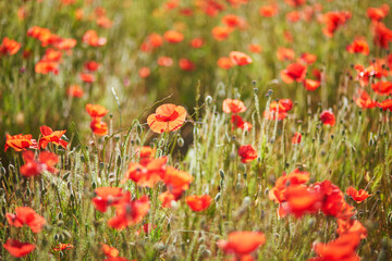 Wall Mural - Beautiful field of red blooming poppies