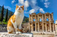 Ephesus Historical Ancient City And Cat. Izmir / Turkey