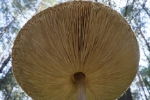 The Texture Of The Umbrella Mushroom Cap. Mushroom Umbrella In Vivo. Forest Food. Collect Mushrooms. Background Image.