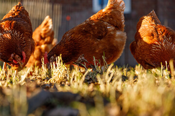 Wall Mural - Free range organic chickens poultry in a country farm on a winter morning, germany