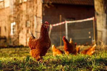 Wall Mural - Free range organic chickens poultry in a country farm on a winter morning, germany